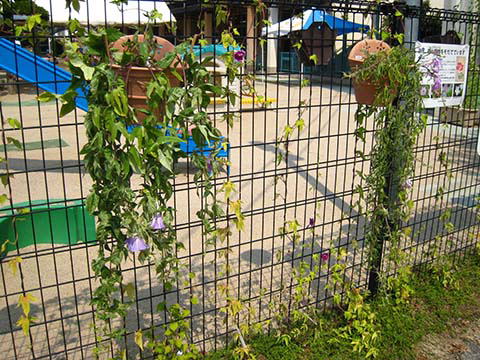 江戸の園芸講座と変化朝顔の栽培