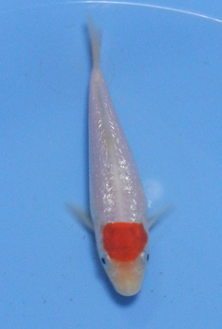 鯉