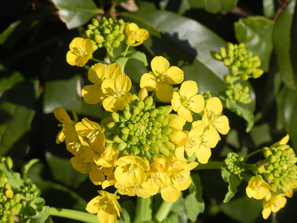 菜の花