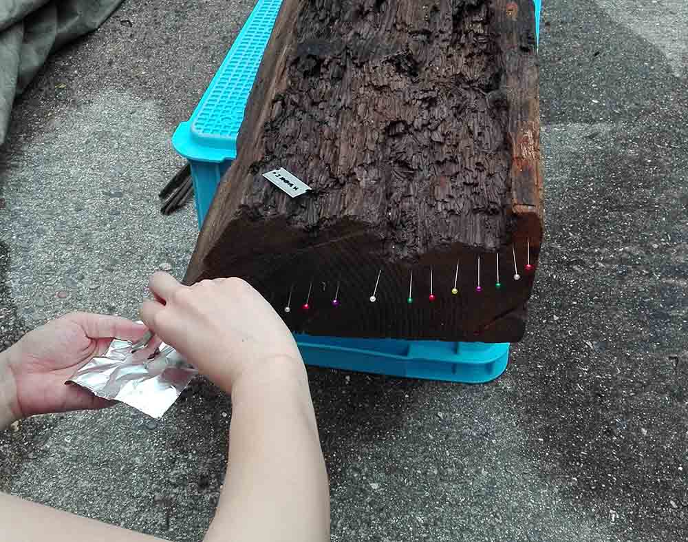 胴木