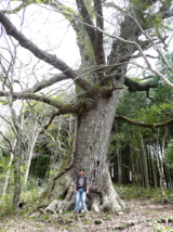 帝釈始終のコナラ