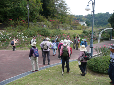 満開のバラ園